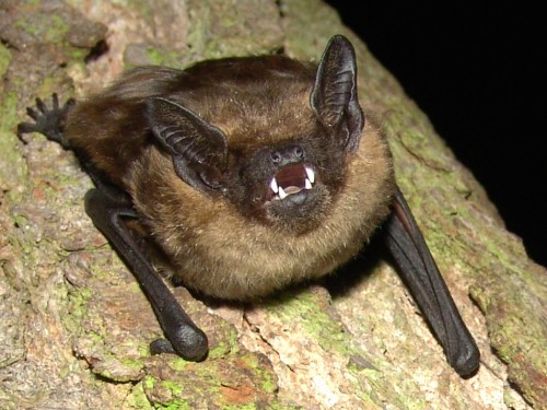 Breitflügelfledermaus_JoernHorn