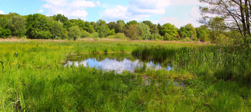 Panoramaneu_Moorwiesen_Andrea1_Ausschnitt