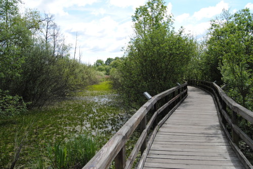 Steg_LehrpfadEichwerderMoorwiesen