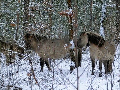 04_Koniks_SchoenowerHeide