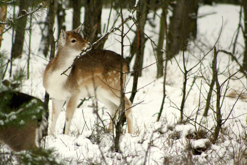 05_Schoenower Heide_winterlich