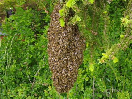 Bienennest