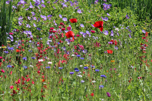 Blumenwiese