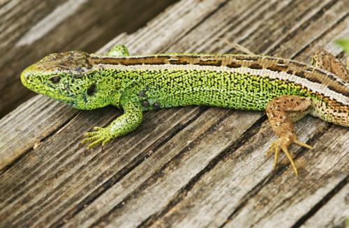 Zauneidechse, Sand lizard, Lacerta agilis