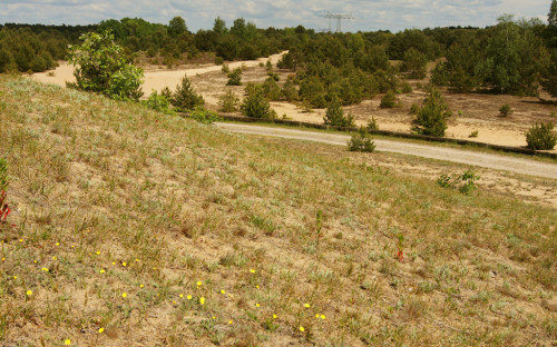 SchoenowerHeide_Lebensraum_KerstinBosse