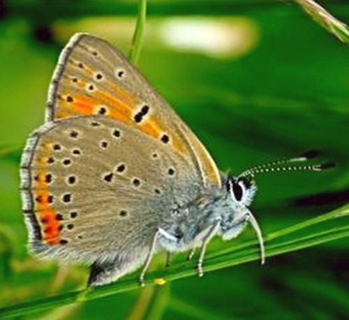 03_Lycaena dispar_NaturparkBarnim