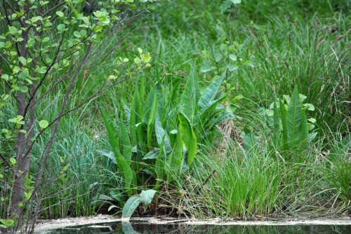 04_Flussampfer_Naturpark Barnim