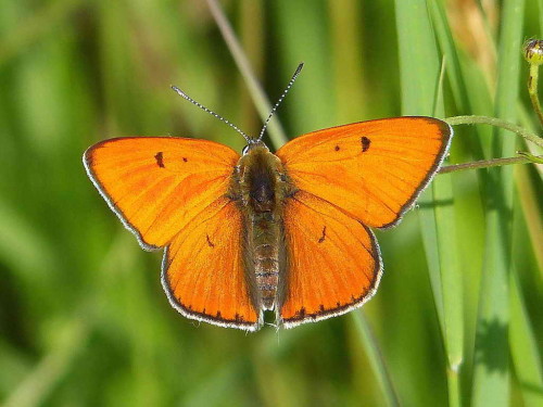 P1130088_Lycaena_Trampe