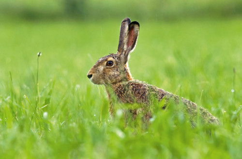 Photo of brown hare sitting in a grass