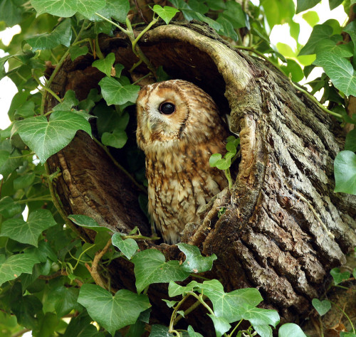 Tawny Owl in hollow tree stump