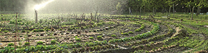 bauerngarten